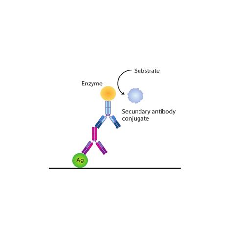 anti carp protein antibody